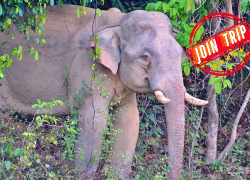 2 Days – Wildlife Watch and Overnight at Khoasok Lake ( Join Trip will operate min 3 paxs)