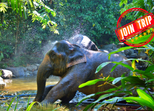 Khao Sok Day Tour with Elephant Support.