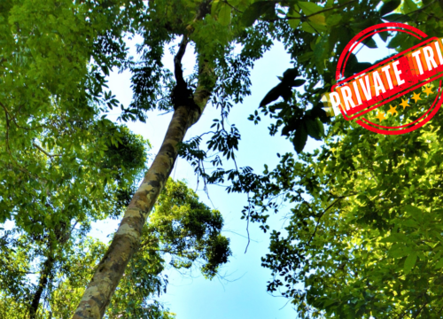Khao Sok Hiking Day Trip ( Private Trip )