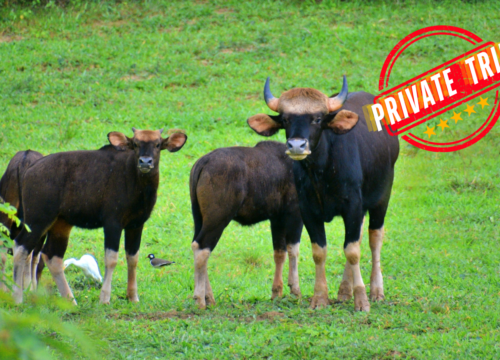 2 Days – Wildlife Watch and Overnight at Khoasok Lake ( Private Trip )