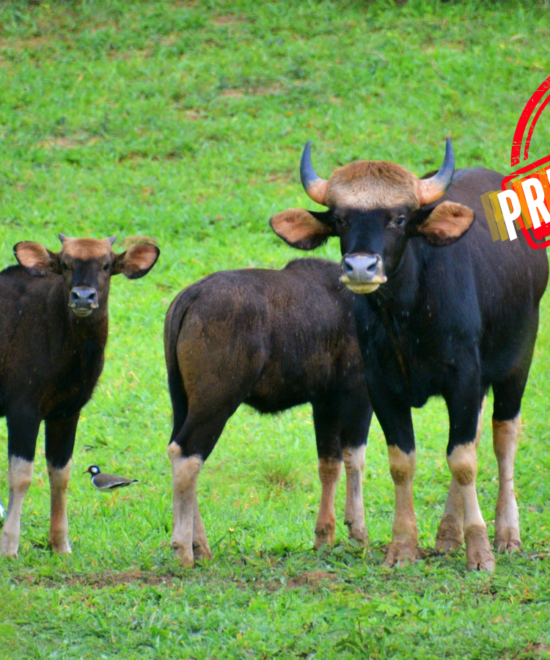 2 Days – Wildlife Watch and Overnight at Khoasok Lake ( Private Trip )