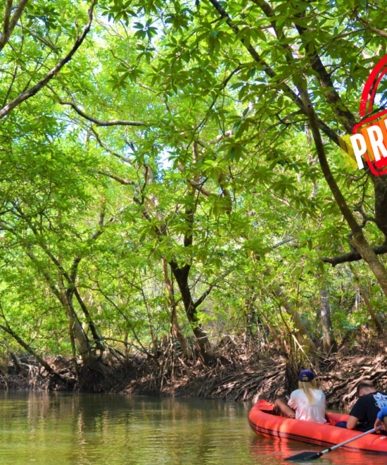 Khao Sok Day Tour with Elephant Support. (Private Trip)